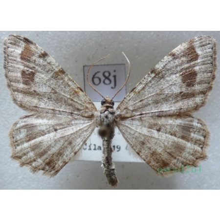 Macaria signaria (Hübner, 1809) Witalnik choiniak Czech68j